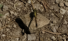 Onychogomphus