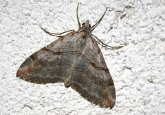 Aplocera efformata