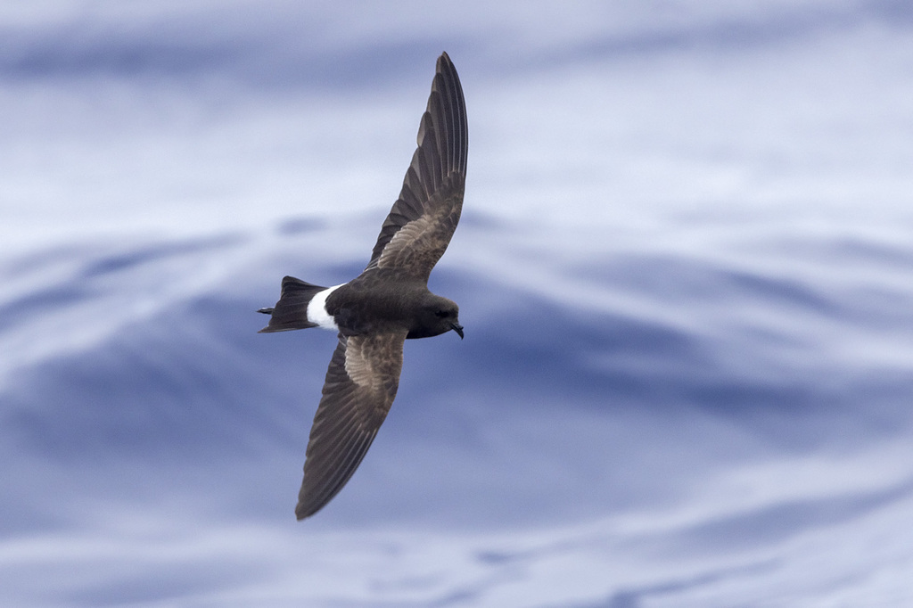 Wilson's Storm Petrel