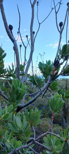 Image of Leucadendron discolor by (c) Adele SL, some rights reserved (CC BY)