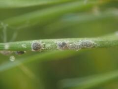 Schizolachnus pineti