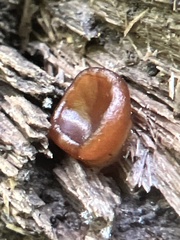 Elaiopezia