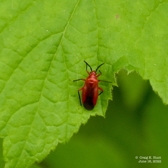 Coccobaphes frontifer