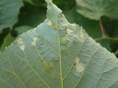 Eriophyes exilis