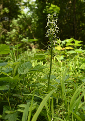 Platanthera muelleri