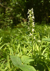 Platanthera muelleri