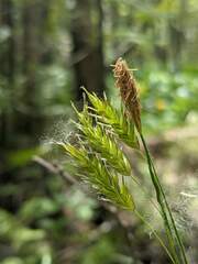 Carex castanea