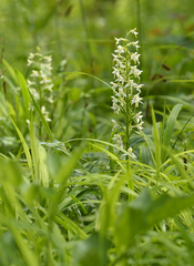 Platanthera muelleri