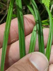 Carex castanea