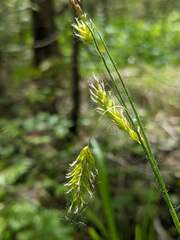 Carex castanea