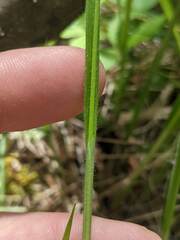 Carex castanea