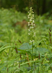 Platanthera muelleri