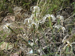 Dianthus kuschakewiczii