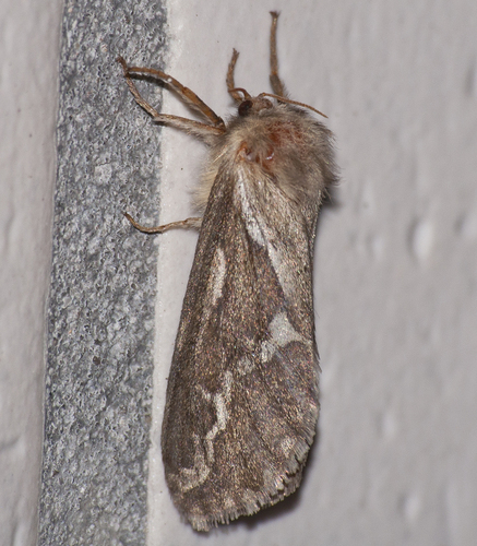 Common Swift Moth
