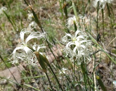 Dianthus kuschakewiczii