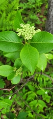 Viburnum cassinoides image