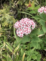 Spiraea hayatana