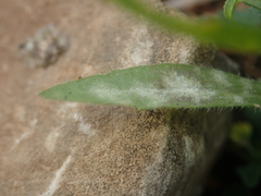 Podosphaera erigerontis-canadensis