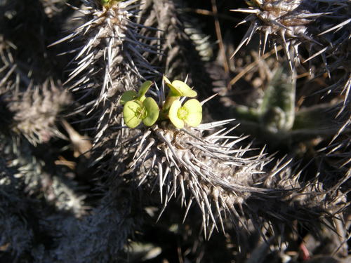 Euphorbia duranii, photograph 3