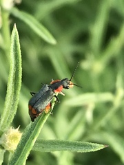 Clanoptilus marginellus