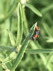 Clanoptilus marginellus