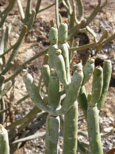 Euphorbia alluaudii