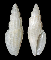 Agathotoma