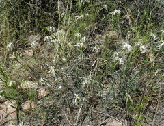 Dianthus kuschakewiczii