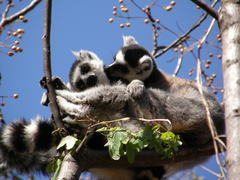 Lemur catta