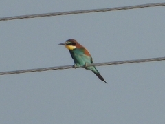 Merops apiaster