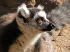 Lemur catta