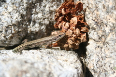 Iberolacerta cyreni
