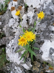 Hieracium villosum