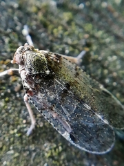Cixius cunicularius