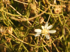 Gutierrezia gilliesii