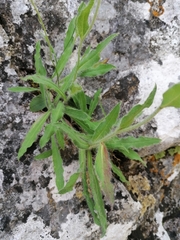 Hieracium villosum