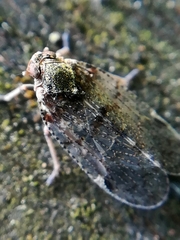 Cixius cunicularius