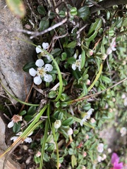 Cotoneaster morrisonensis