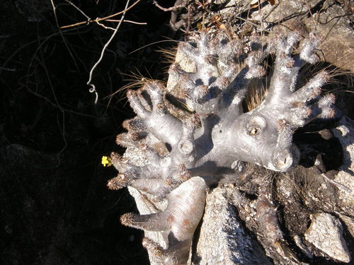 Pachypodium densiflorum