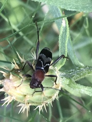 Chlorophorus ruficornis