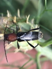 Chlorophorus ruficornis