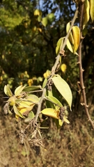 Pereskia aculeata