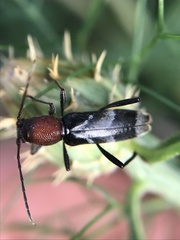 Chlorophorus ruficornis