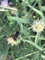Chlorophorus ruficornis