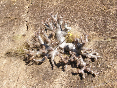 Pachypodium densiflorum