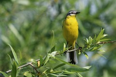 Motacilla flava beema