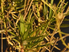 Gutierrezia gilliesii