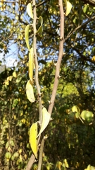 Pereskia aculeata