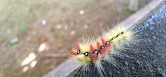 Acronicta aceris