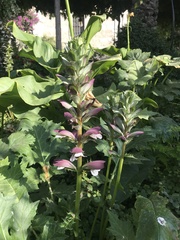 Acanthus syriacus
